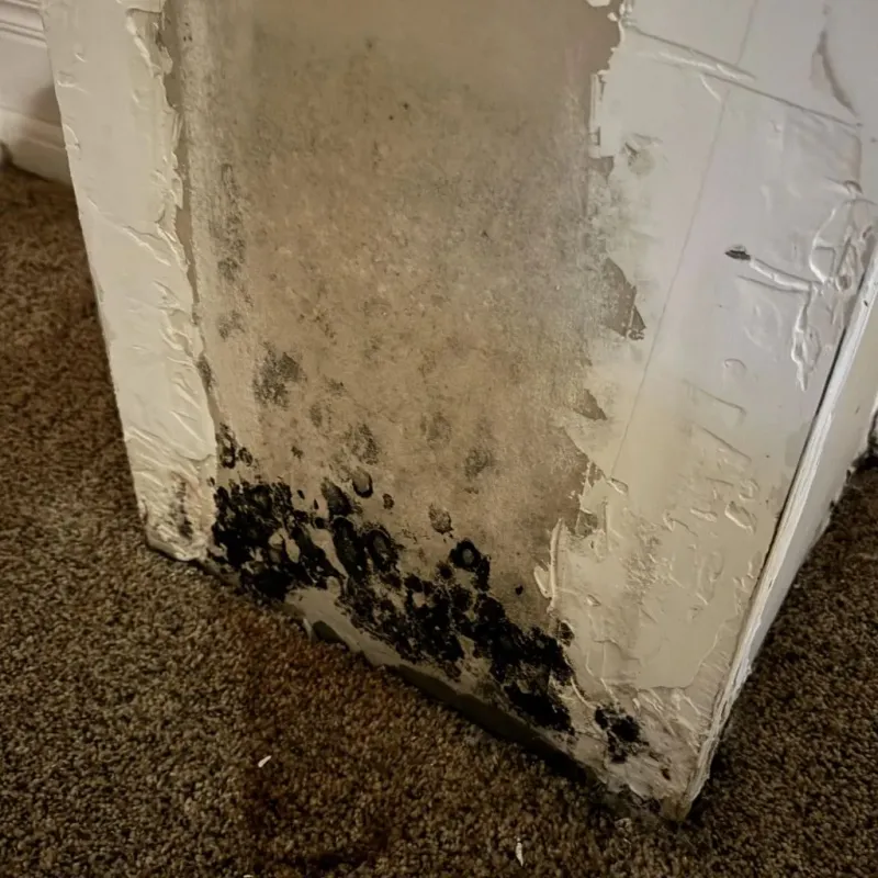 Professional Mold Removal in Maricopa, AZ